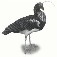 Image of: Anhima cornuta (horned screamer)