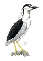 Image of: Nycticorax nycticorax (black-crowned night heron)