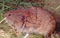 Microtus agrestis - Field Vole