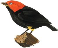 Image of: Pipra mentalis (red-capped manakin)