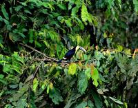 Image of: Ramphastos brevis (Choco toucan)