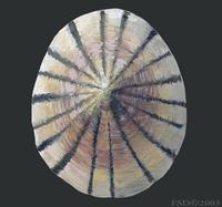 Image of: Lottia pelta (shield limpet)