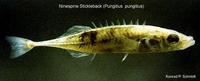 Image of: Pungitius pungitius (ninespine stickleback)