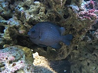 Dascyllus trimaculatus - domino damsel