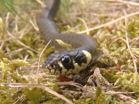 Natrix natrix - Grass Snake