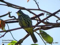 Striated Bulbul - Pycnonotus striatus