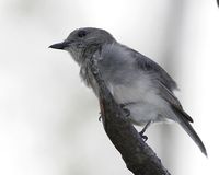 Drab Whistler - Pachycephala griseonota