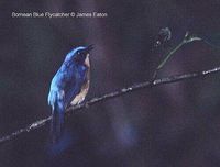 Bornean Blue Flycatcher - Cyornis superbus