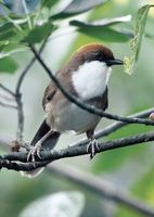 Rufous-crowned Laughingthrush - Garrulax ruficeps