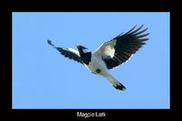 Magpie Lark