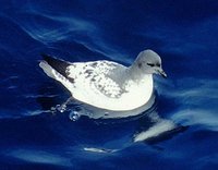 Cape Petrel - Daption capense