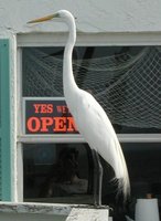 Great Egret - Ardea alba