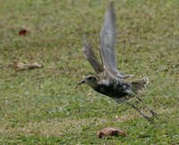 Pacific Golden-Plover - Pluvialis fulva