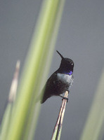 Black-chinned Hummingbird (Archilochus alexandri) photo