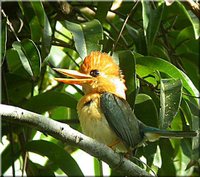 Yellow-billed Kingfisher - Syma torotoro