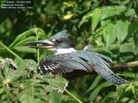 Ringed Kingfisher - Ceryle torquatus