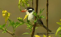 White-eared Puffbird - Nystalus chacuru