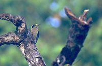 Golden-naped Woodpecker - Melanerpes chrysauchen