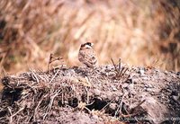 Fischer's Sparrow-Lark - Eremopterix leucopareia