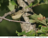 Ruby-crowned Kinglet - Regulus calendula