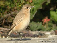 Isabelline Wheatear - Oenanthe isabellina