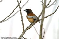 Rufous Treepie - Dendrocitta vagabunda