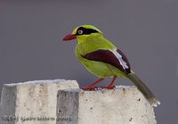 Short-tailed Magpie - Cissa thalassina