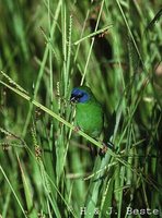 Blue-faced Parrotfinch - Erythrura trichroa