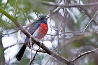 Gray-throated Chat - Granatellus sallaei