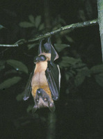 Eidolon helvum - straw-coloured fruit bat