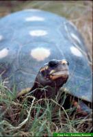 Jabuti, Red-footed tortoise (Geochelone carbonaria)