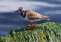 Ruddy Turnstone