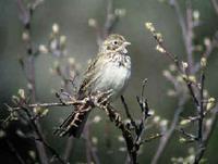 Brewer's Sparrow