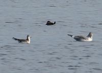 Sabine's Gull at the Modesto STP 10/11/05© 2005 Jim Gain