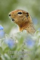 Arctic Ground Squirrel ( Spermophilus parryii ) alert to danger , Denali National Park , Alaska ...