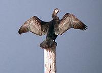 Cormorant