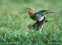 Brehous cernoocasy (Limosa limosa)