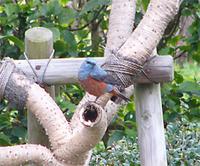 Blue Rock-thrush