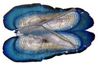 Velella