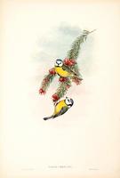 Richter after Gould Blue Tit (Parus caeruleus)