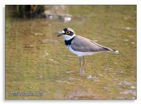 Little Ringed Plover Charadrius dubius