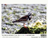 꼬까도요(Arenaria interpres)  (Ruddy Turnstone)