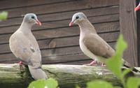 Blue Spotted Wood Dove Turtur afer