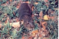 Hairy nosed otter (Lutra sumatrana)