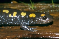 : Ambystoma maculatum; Spotted Salamander