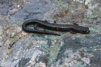 : Batrachoseps simatus; Kern Canyon Slender Salamander