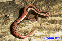 : Bolitoglossa mexicana