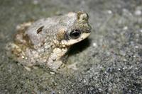 : Bufo punctatus; Red-spotted Toad