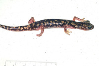 : Hydromantes imperialis; Imperial Cave Salamander