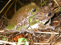 : Hyla gratiosa; Barking Treefrog